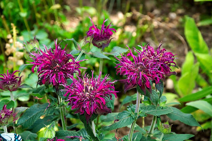 Mix Bergamot Flower seeds for Planting Pollinator Friendly Heirloom & GMO Free Seeds for Home Garden