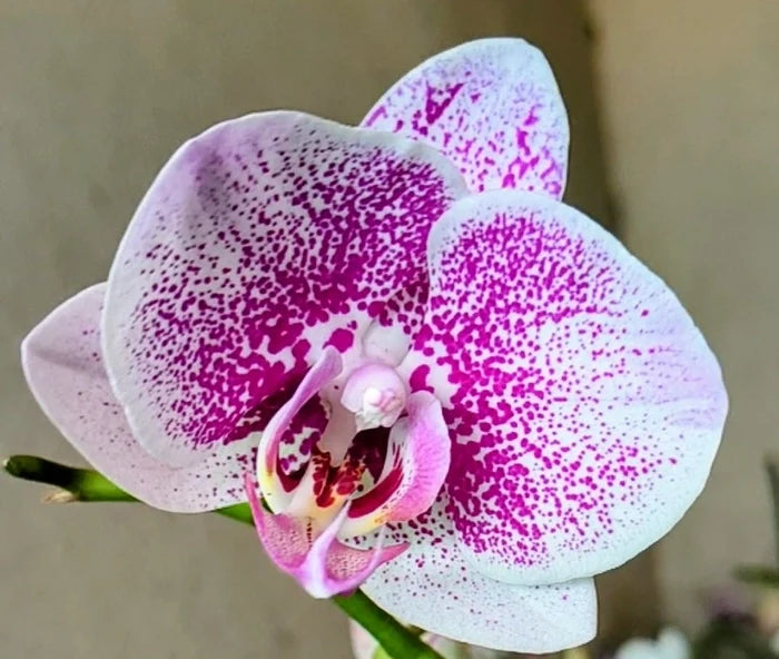 White Purple Phalaenopsis Orchid Flower seeds for Planting Sun Loving, Heirloom & GMO Free Seeds for Home Garden vegetable and garden seeds