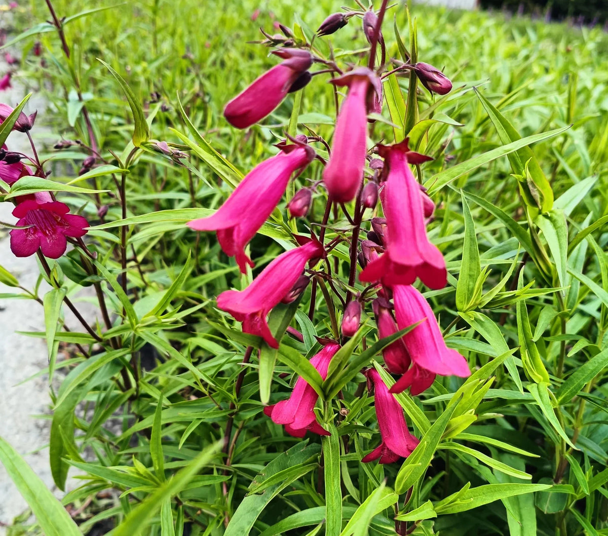 Garnet Stem Flower seeds for Planting Sun Loving Heirloom & GMO Free Seeds for Home Garden