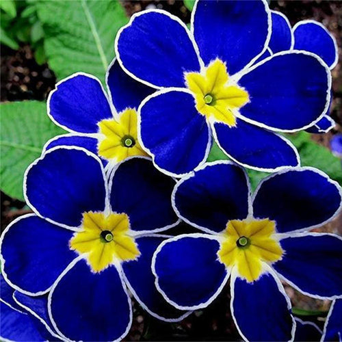 Blue Yellow Pansy Flower seeds for Planting Seasonal Bloomer, Heirloom & GMO Free Seeds for Home Garden seeds for planting