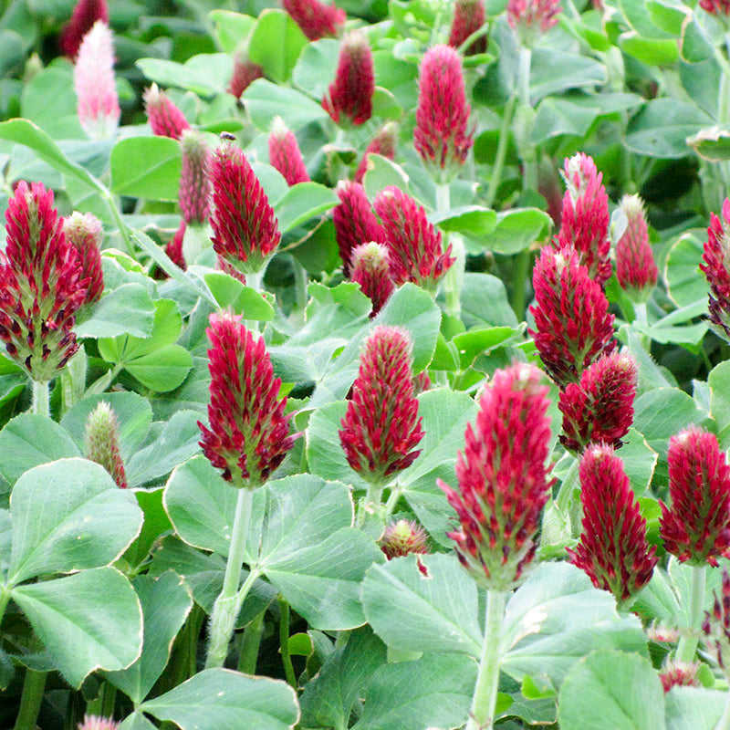 Crimson Clover Flower seeds for Planting Cut Flower Favorite Heirloom & GMO Free Seeds for Home Garden
