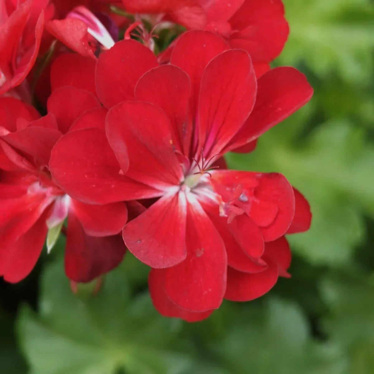 Premium Deep Red Geranium Flower seeds for Planting Bright Blooms, Heirloom & GMO Free Seeds for Home Garden seeds