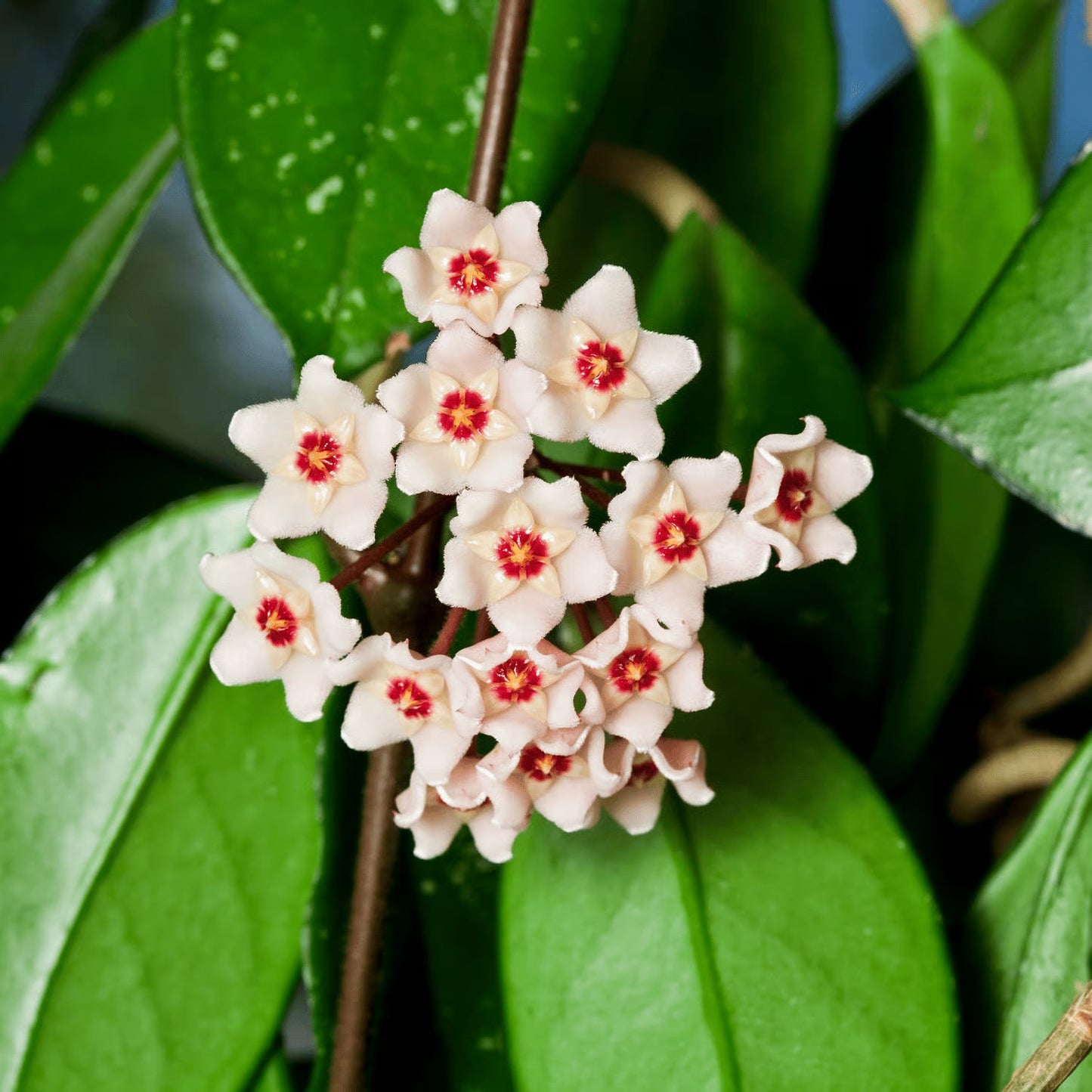 Heirloom Hoya Orchid Flower seeds for Planting Low Maintenance Heirloom & GMO Free Seeds for Home Garden