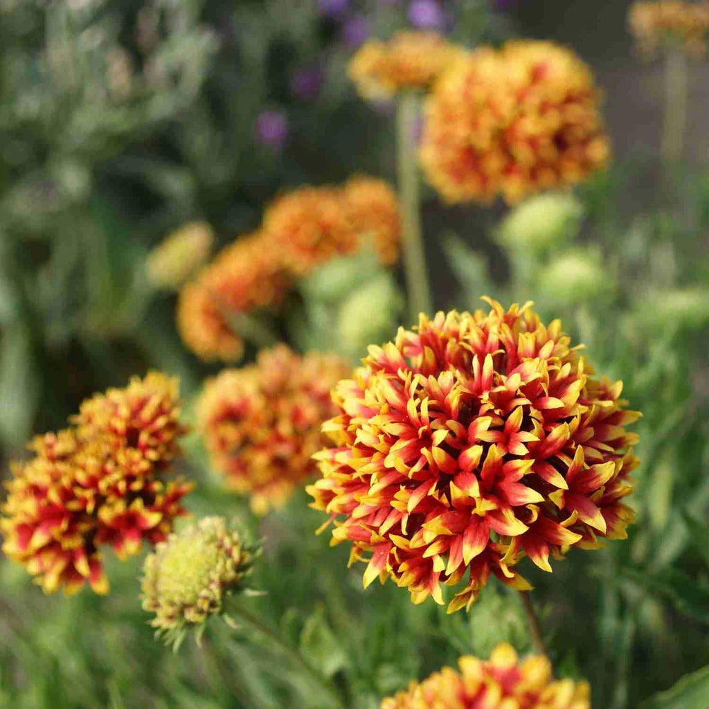 Gaillardia Flower seeds for Planting Compact Growth Heirloom & GMO Free Seeds for Home Garden