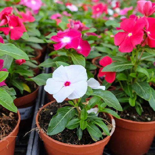 High quality Periwinkle Flower seeds for Planting Seasonal Bloomer, Heirloom & GMO Free Seeds for Home Garden seeds pack