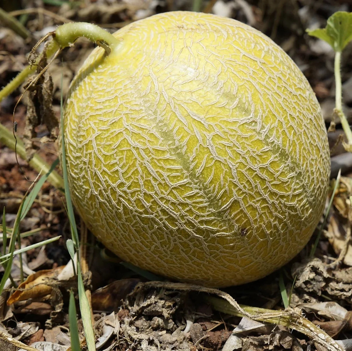 Minnesota Midget Cantaloupe Melon (Cucumis melo reticulatus) Fruit Seeds