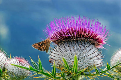 Cirsium Muticum Flower for Planting Vibrant Colors Heirloom & GMO Free Seeds for Home Garden