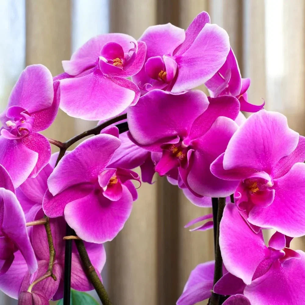 Phalaenopsis Flower seeds for Planting Cottage Garden Essential Heirloom & GMO Free Seeds for Home Garden