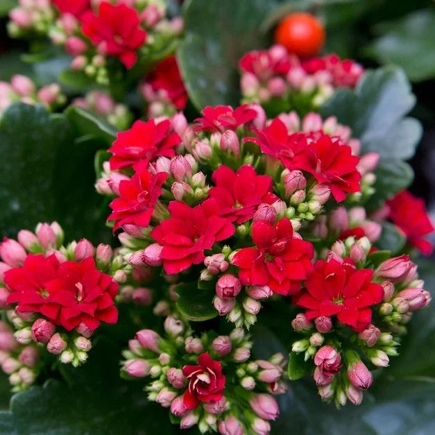Premium Red Yellow Kalanchoe Flower seeds for Planting Perfect for Borders, Heirloom & GMO Free Seeds for Home Garden seeds