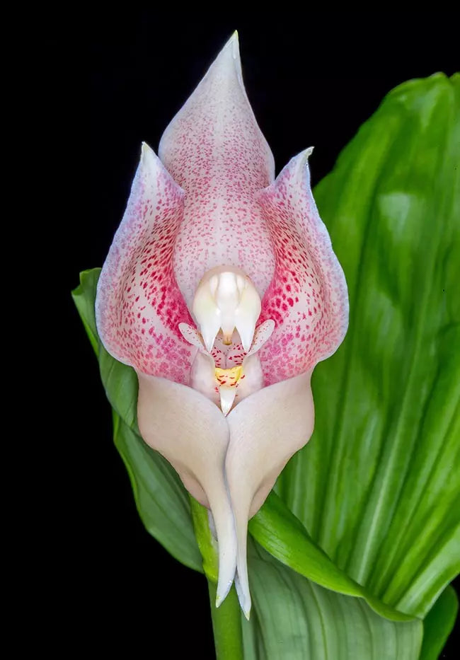 Cream Eggs Baby Orchid Flower seeds for Planting Easy to Grow, Heirloom & GMO Free Seeds for Home Garden seeds for planting