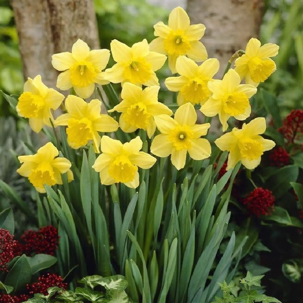 Premium Light Yellow Narcissus Flower seeds for Planting Perfect for Borders, Heirloom & GMO Free Seeds for Home Garden seeds