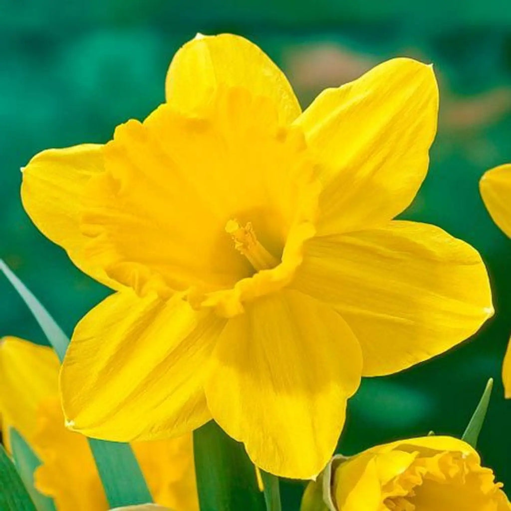 Narzisse Flower seeds for Planting Colorful Display, Heirloom & GMO Free Seeds for Home Garden vegetable and garden seeds