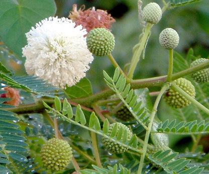 River Tamarind Flower seeds for Planting Seasonal Bloomer Heirloom & GMO Free Seeds for Home Garden
