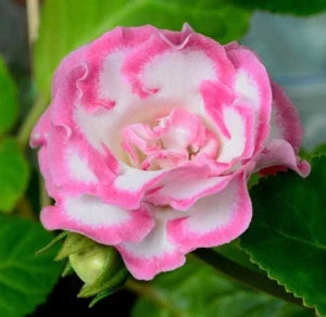 Pink White Gloxinia Flower seeds for Planting - Vibrant Colors, Heirloom & GMO Free Seeds for Home Garden
 
 Sale seeds for home garden