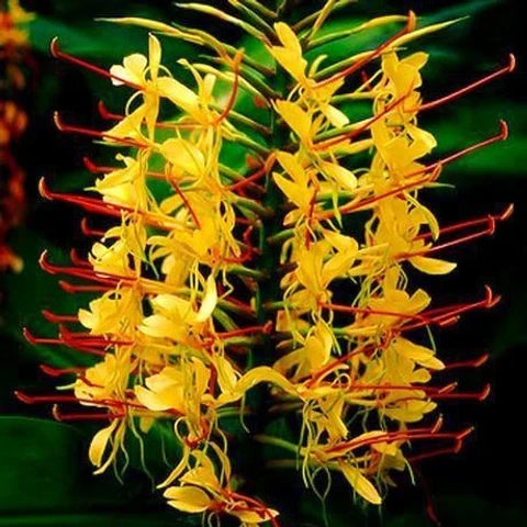 Yellow Fragrant Flower seeds for Planting Long Bloom Season, Heirloom & GMO Free Seeds for Home Garden vegetable and garden seeds