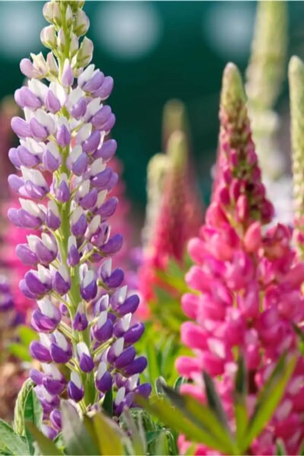 Lupins Flower seeds for Planting Compact Growth Heirloom & GMO Free Seeds for Home Garden