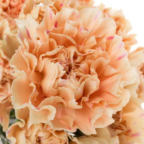 Brown Carnation Flower seeds for Planting Perfect for Borders, Heirloom & GMO Free Seeds for Home Garden vegetable and garden seeds