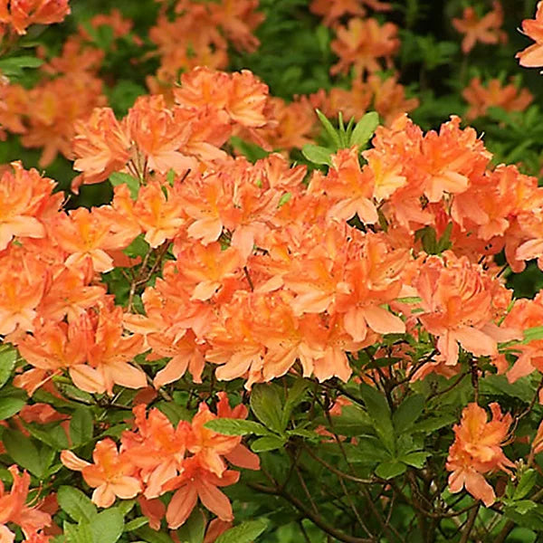Orange Azalea Flower seeds for Planting Cut Flower Favorite Heirloom & GMO Free Seeds for Home Garden