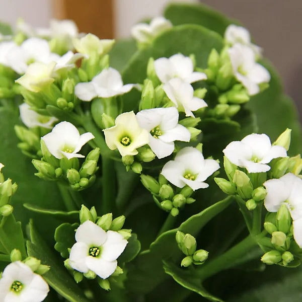 White Kalanchoe Flower seeds for Planting Low Maintenance, Heirloom & GMO Free Seeds for Home Garden vegetable and garden seeds