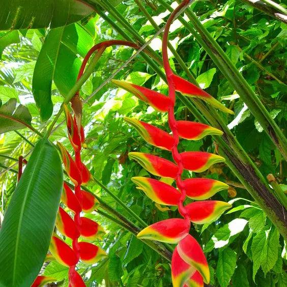 Heliconia Rostrata Flower seeds for Planting - Low Maintenance, Heirloom & GMO Free Seeds for Home Garden