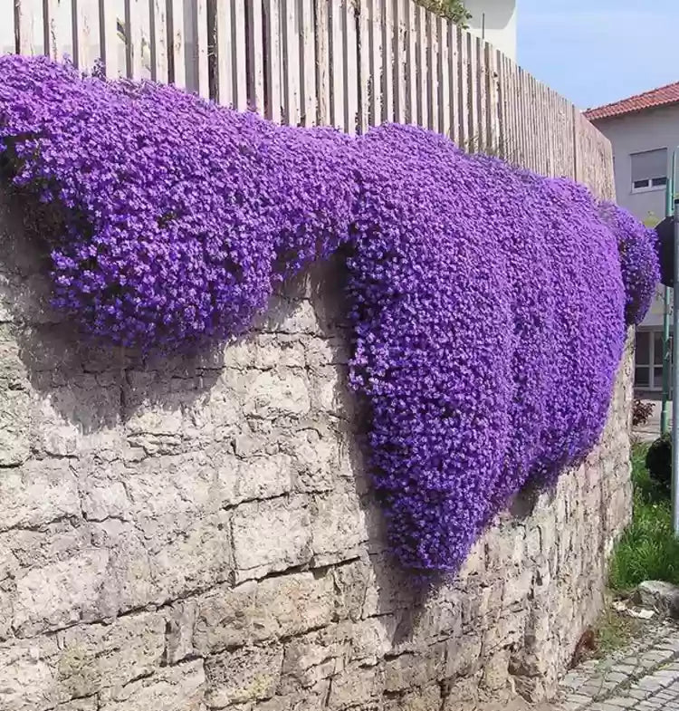 Rock Cress Flower Seeds For Easy Planting