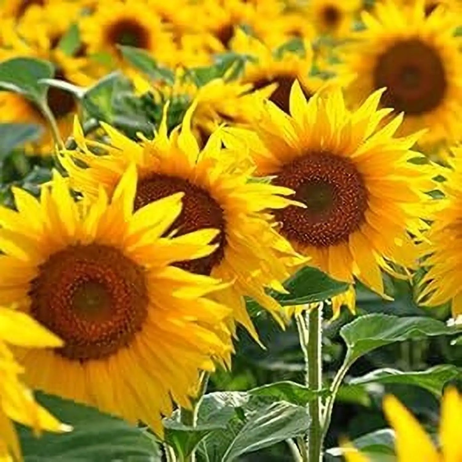 Sunflower Flower seeds for Planting Bright Blooms, Heirloom & GMO Free Seeds for Home Garden vegetable and garden seeds