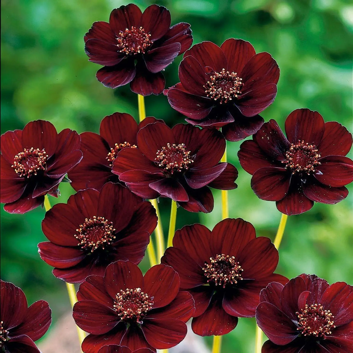 Chocolate Azalea Flower seeds for Planting Perfect for Borders Heirloom & GMO Free Seeds for Home Garden