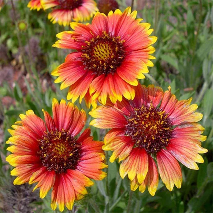 Yellow Red Aristata Flower seeds for Planting Perfect for Borders, Heirloom & GMO Free Seeds for Home Garden seeds for planting