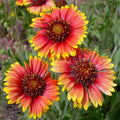 Yellow Red Aristata Flower seeds for Planting Perfect for Borders, Heirloom & GMO Free Seeds for Home Garden seeds for planting