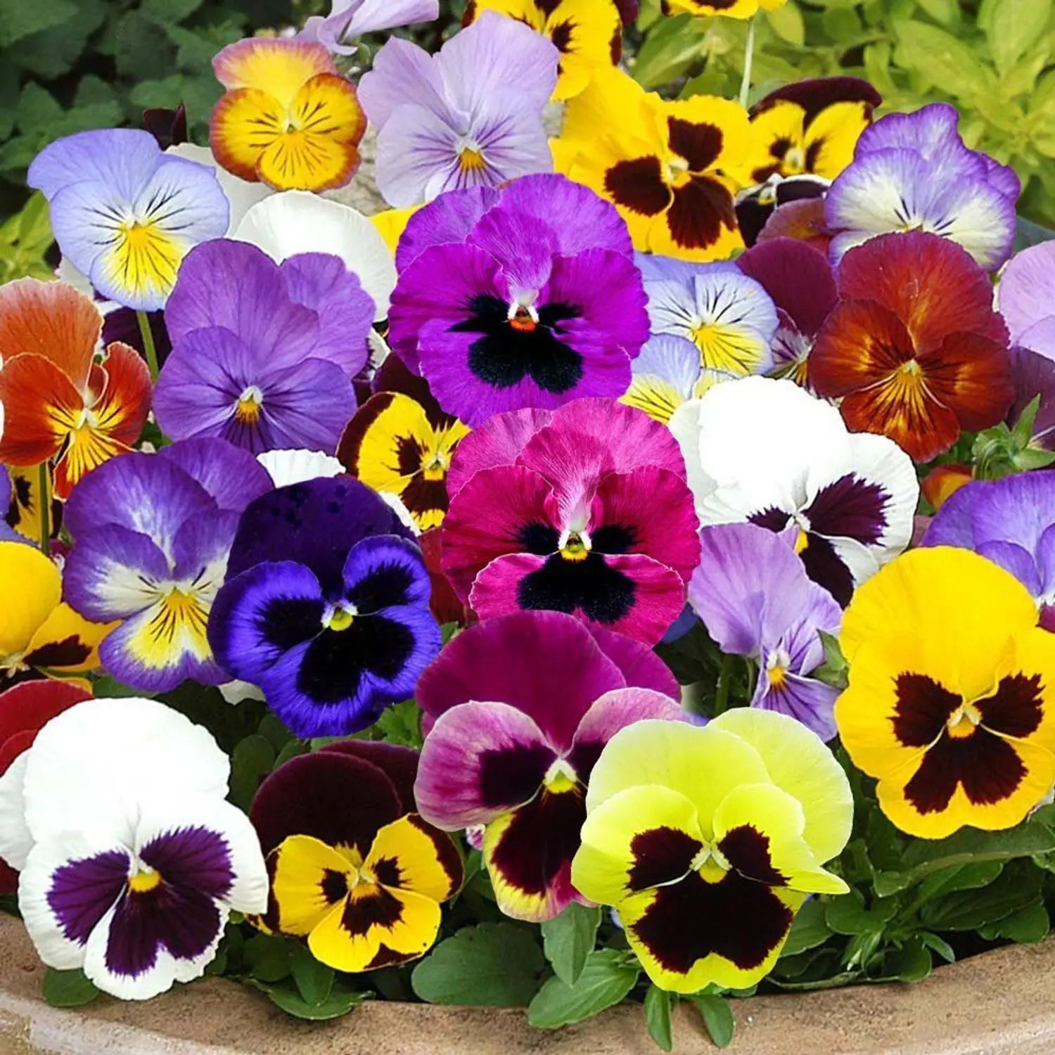 Premium Mixed Viola Sorbet Flower seeds for Planting Perfect for Borders, Heirloom & GMO Free Seeds for Home Garden seeds