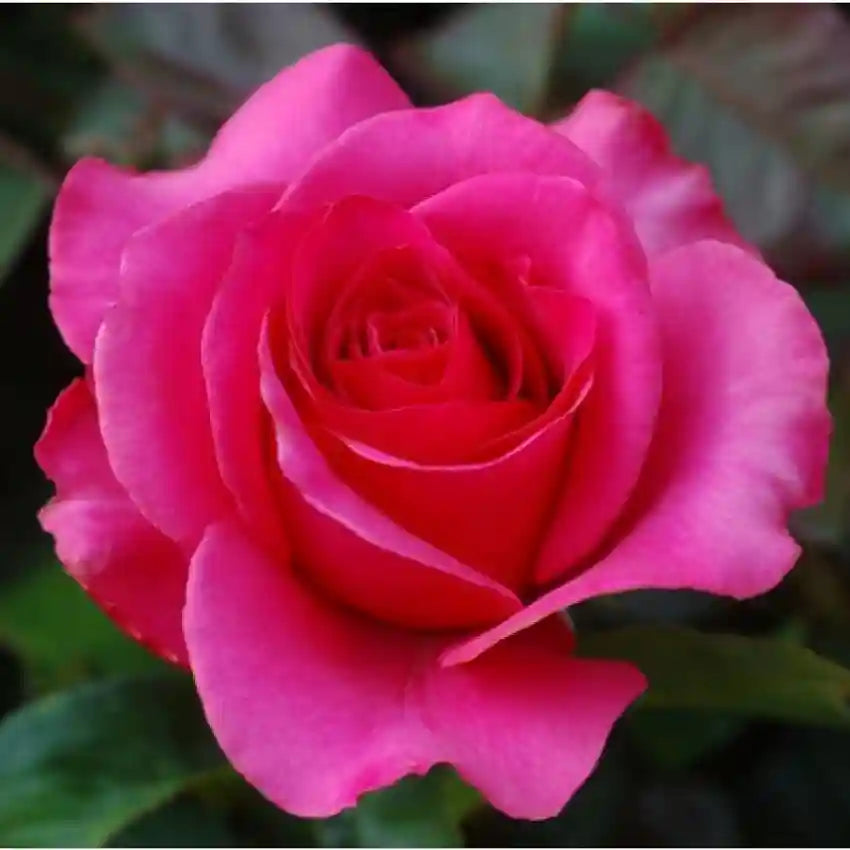 Red Pink Rose Flower seeds for Planting Seasonal Bloomer, Heirloom & GMO Free Seeds for Home Garden seeds for planting