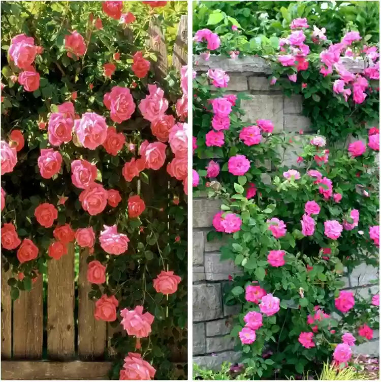 High quality Climbing Flower seeds for Planting Drought Tolerant, Heirloom & GMO Free Seeds for Home Garden seeds pack