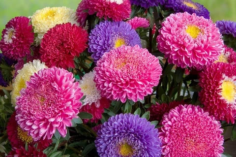 Mix Aster Flower seeds for Planting Fragrant Blossoms, Heirloom & GMO Free Seeds for Home Garden vegetable and garden seeds