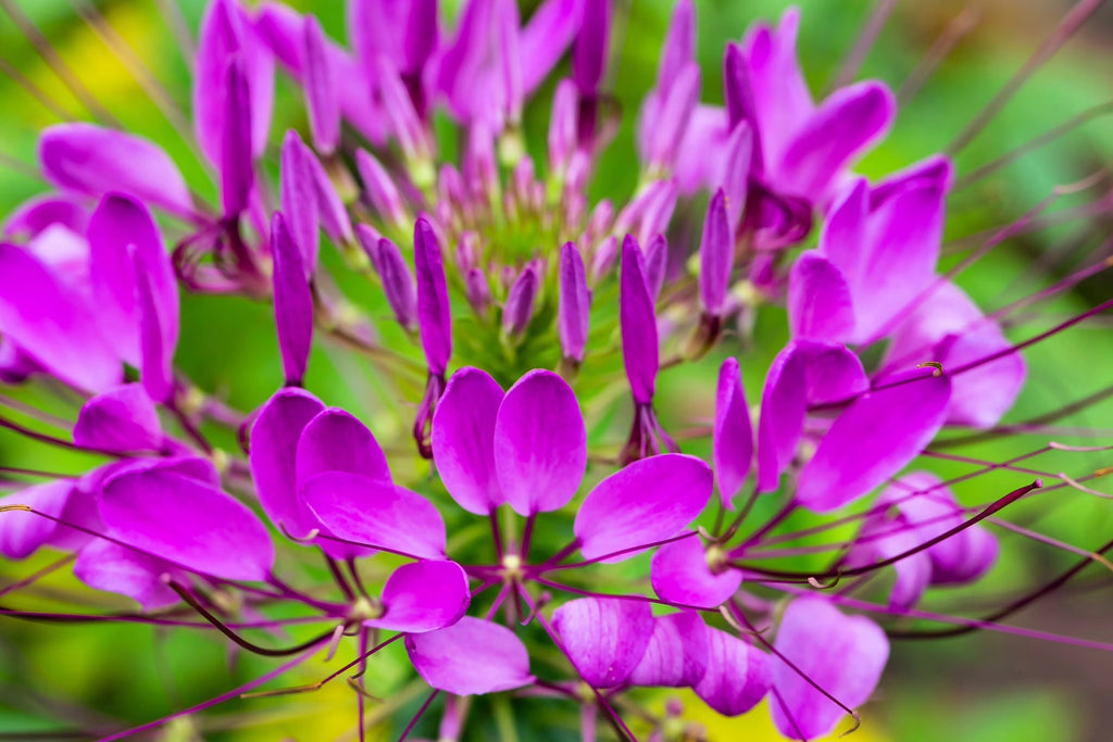 High quality Purple Cleome Hasslerana Flower seeds for Planting Compact Growth, Heirloom & GMO Free Seeds for Home Garden seeds pack