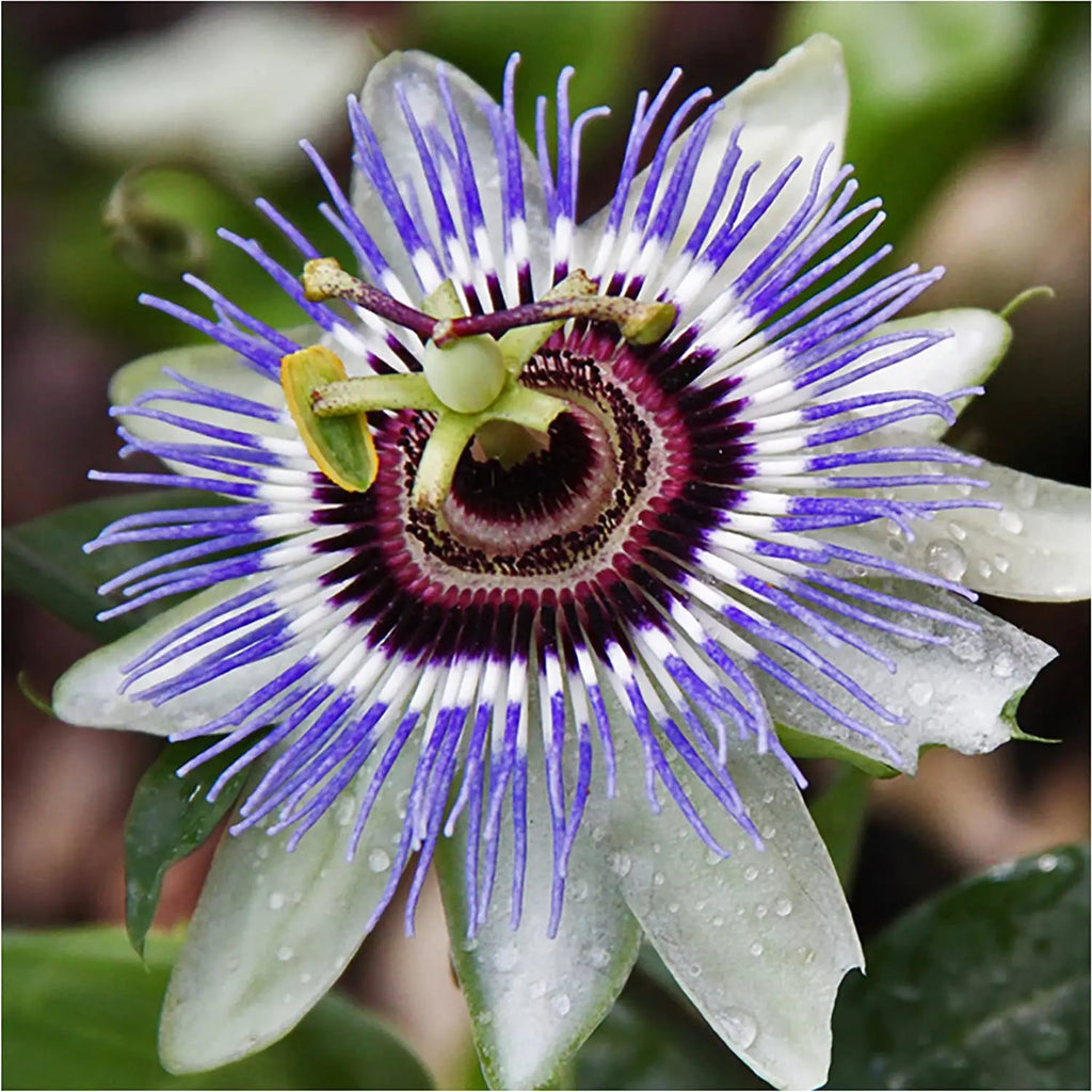Premium Mix Passiflora Flower seeds for Planting Fragrant Blossoms, Heirloom & GMO Free Seeds for Home Garden seeds