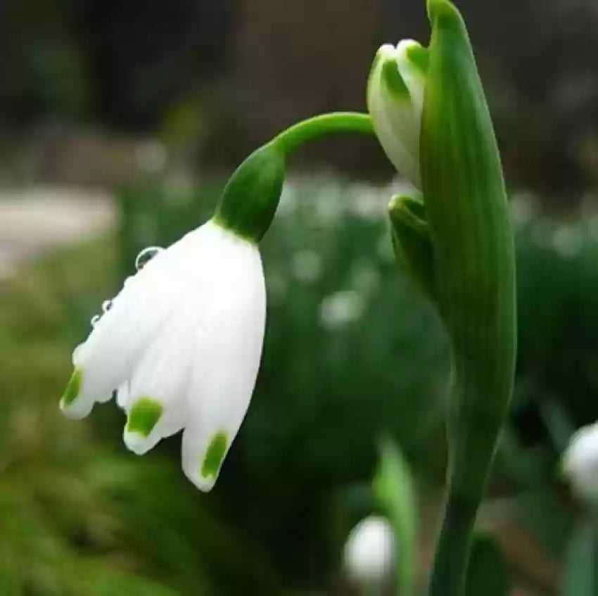 White Galanthus Nivalis Flower seeds for Planting Pollinator Friendly, Heirloom & GMO Free Seeds for Home Garden seeds for planting