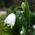White Galanthus Nivalis Flower seeds for Planting Pollinator Friendly, Heirloom & GMO Free Seeds for Home Garden seeds for planting