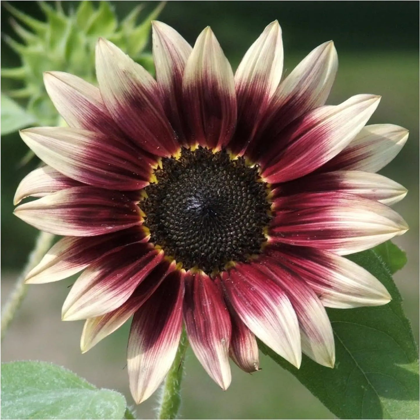 Cherry Rose SunFlower seeds for Planting Perfect for Borders Heirloom & GMO Free Seeds for Home Garden
