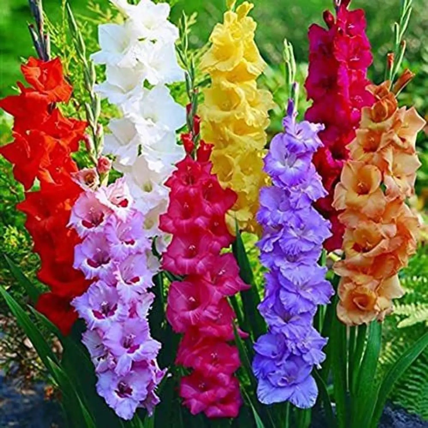 Premium Mixed Gladiolus Flower seeds for Planting Sun Loving, Heirloom & GMO Free Seeds for Home Garden seeds