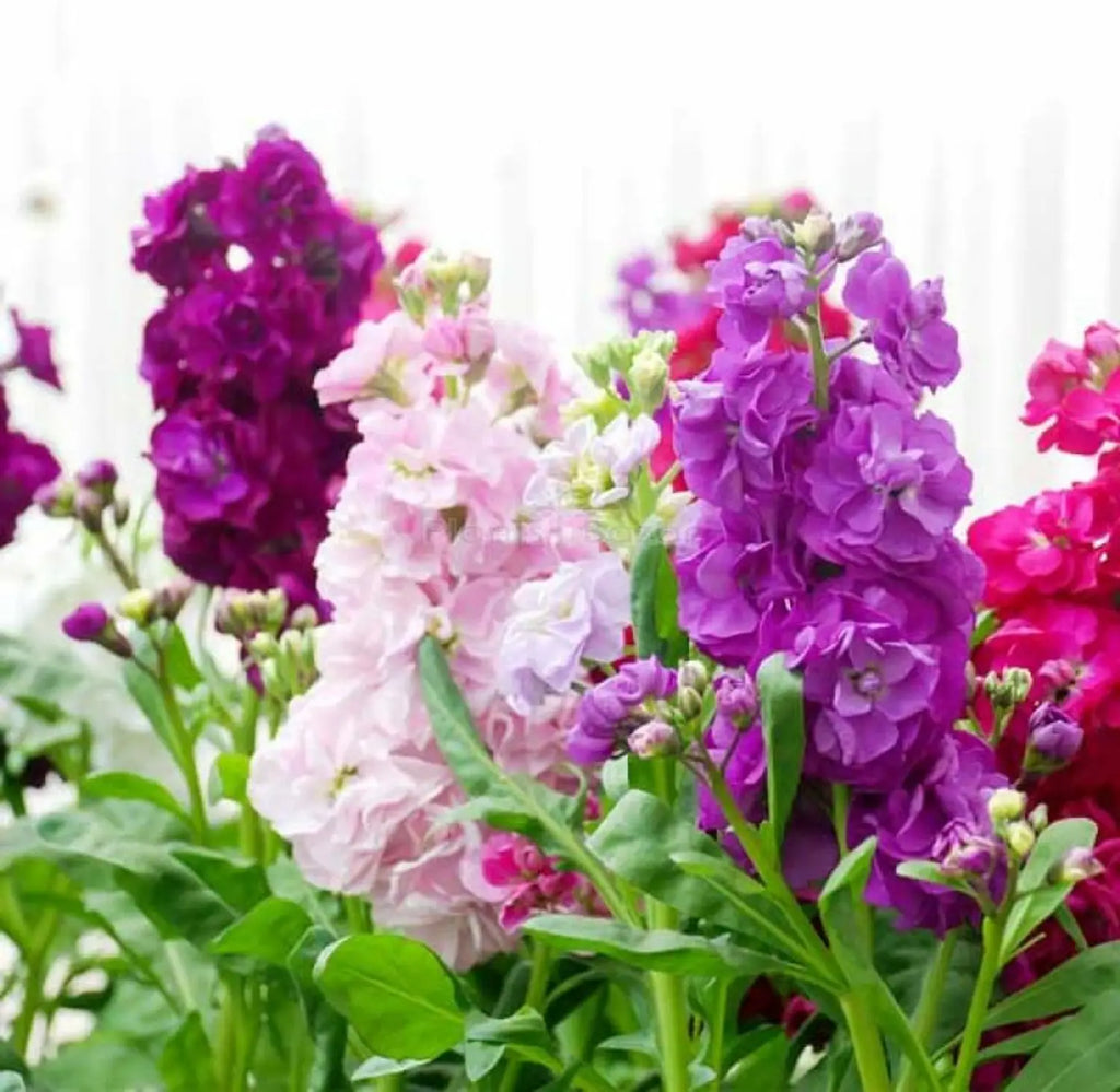 Purple Matthiola Flower seeds for Planting Shade Tolerant, Heirloom & GMO Free Seeds for Home Garden vegetable and garden seeds