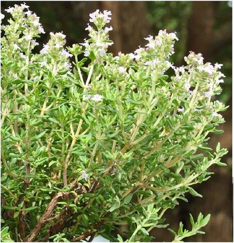 Orange Thyme (Thymus vulgaris 'Fragrantissimus') Orangelo Culinary Herb Seeds