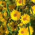 Yellow Maximilian Flower seeds for Planting Hardy Variety, Heirloom & GMO Free Seeds for Home Garden seeds for planting