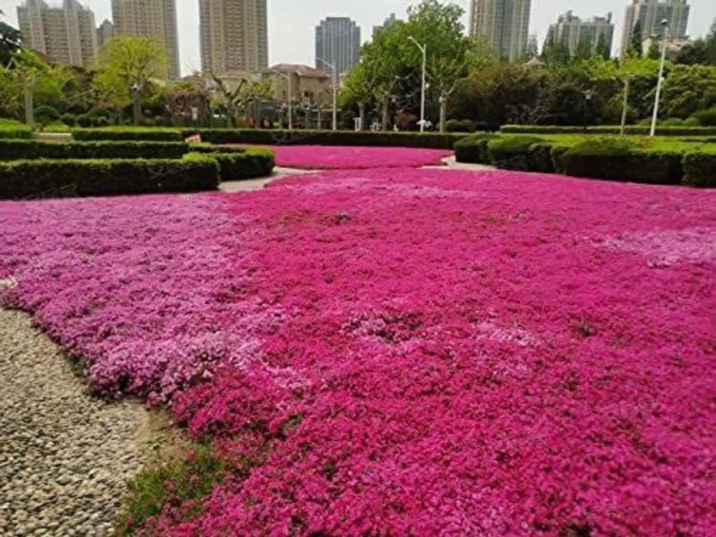 Premium Red Creeping Flower seeds for Planting Pollinator Friendly, Heirloom & GMO Free Seeds for Home Garden seeds