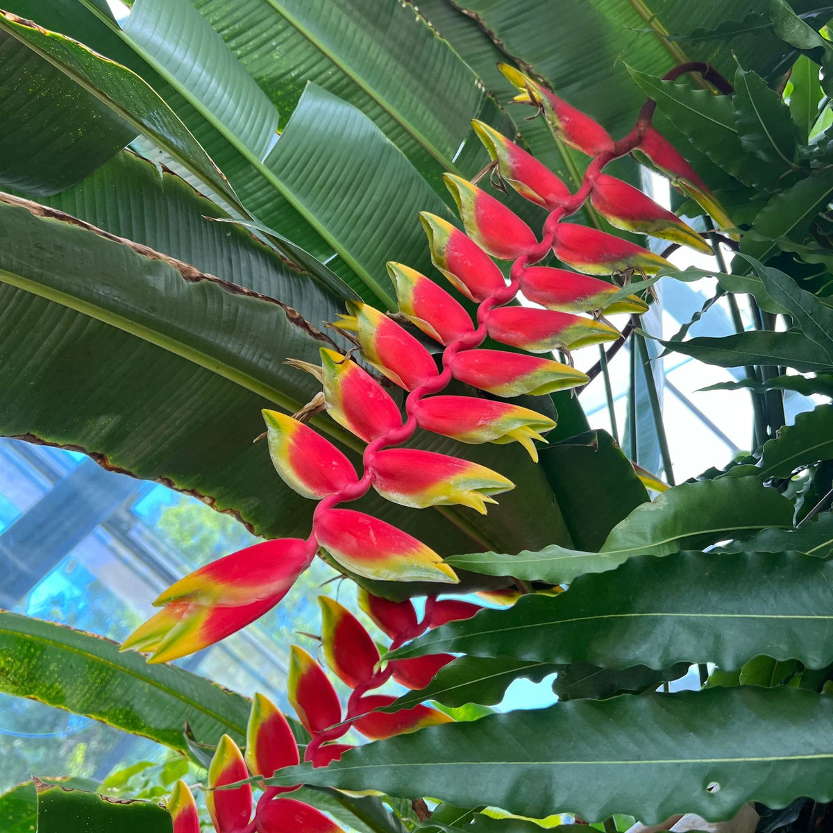 False Bird of Paradise Flower seeds for Planting Colorful Display Heirloom & GMO Free Seeds for Home Garden