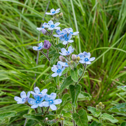 Tweedia Flower seeds for Planting - Bright Blooms, Heirloom & GMO Free Seeds for Home Garden
