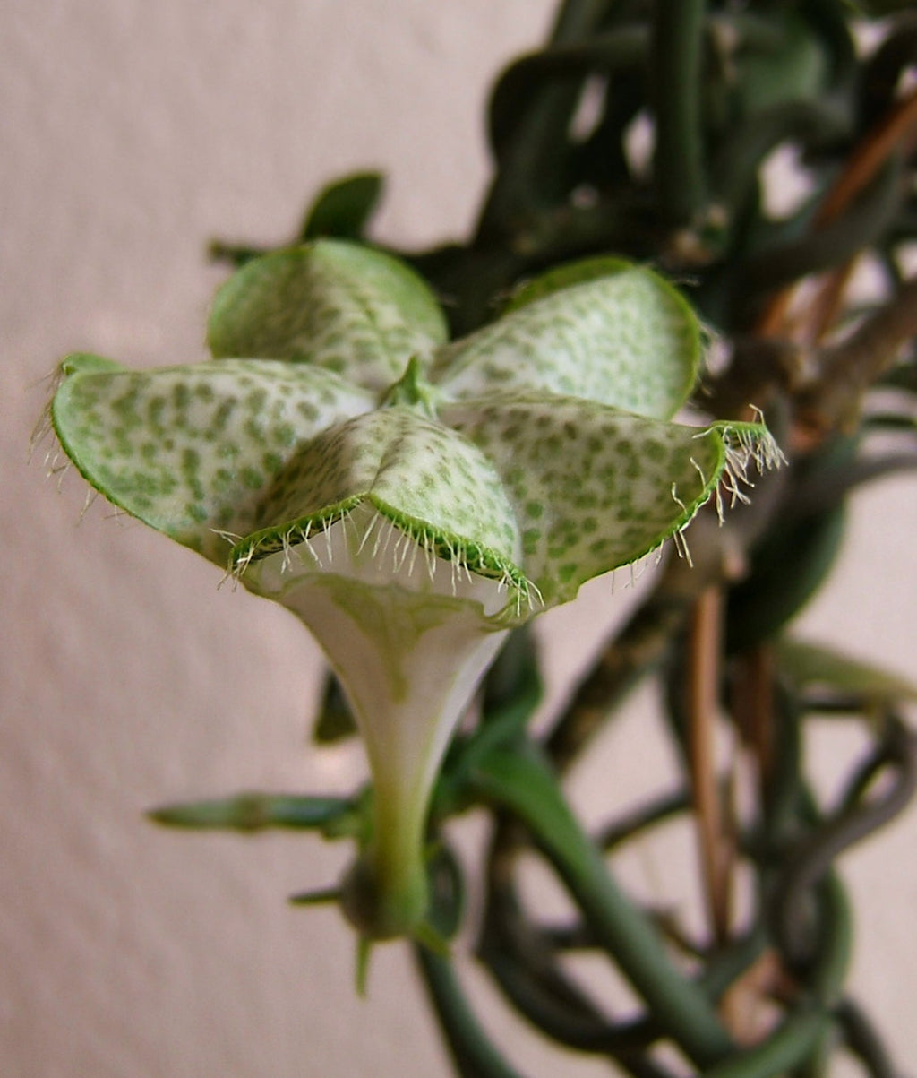High quality Ceropegia Flower seeds for Planting Easy to Grow, Heirloom & GMO Free Seeds for Home Garden seeds pack