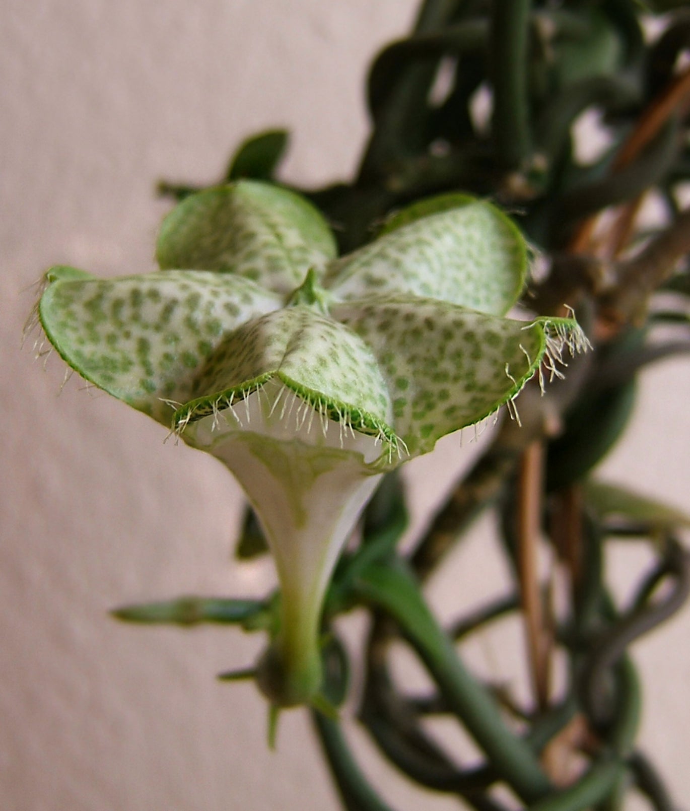 High quality Ceropegia Flower seeds for Planting Easy to Grow, Heirloom & GMO Free Seeds for Home Garden seeds pack