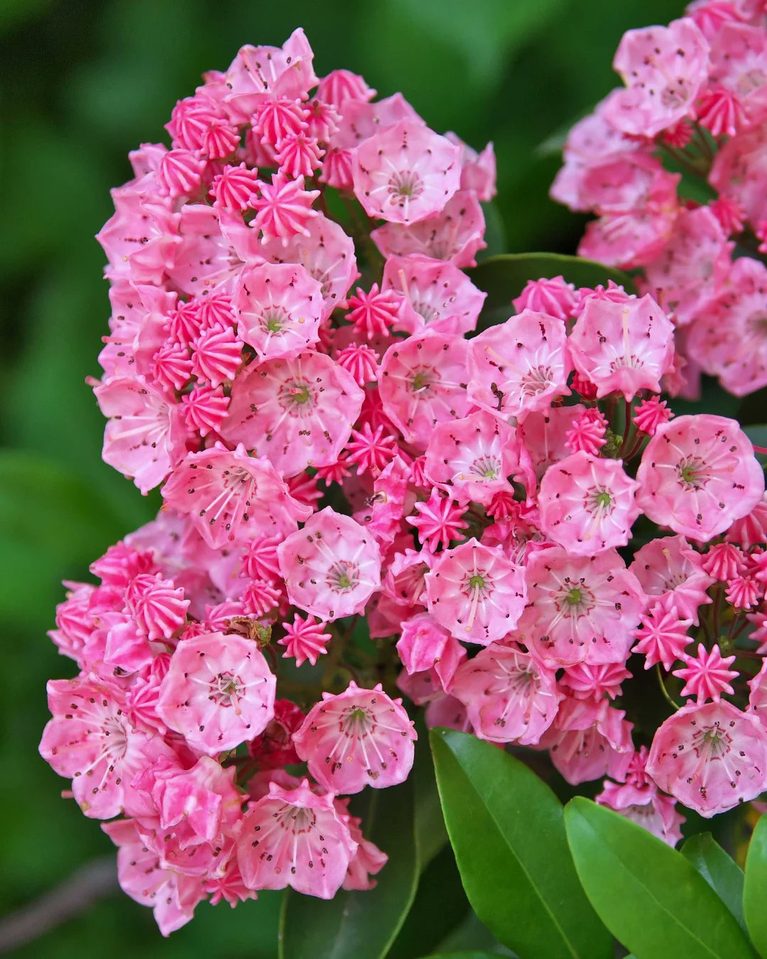 Premium Pink Kalmia Flower seeds for Planting Premium Quality, Heirloom & GMO Free Seeds for Home Garden seeds