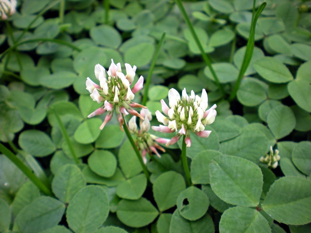 Premium White Trifolium Repens Flower seeds for Planting Seasonal Bloomer, Heirloom & GMO Free Seeds for Home Garden seeds