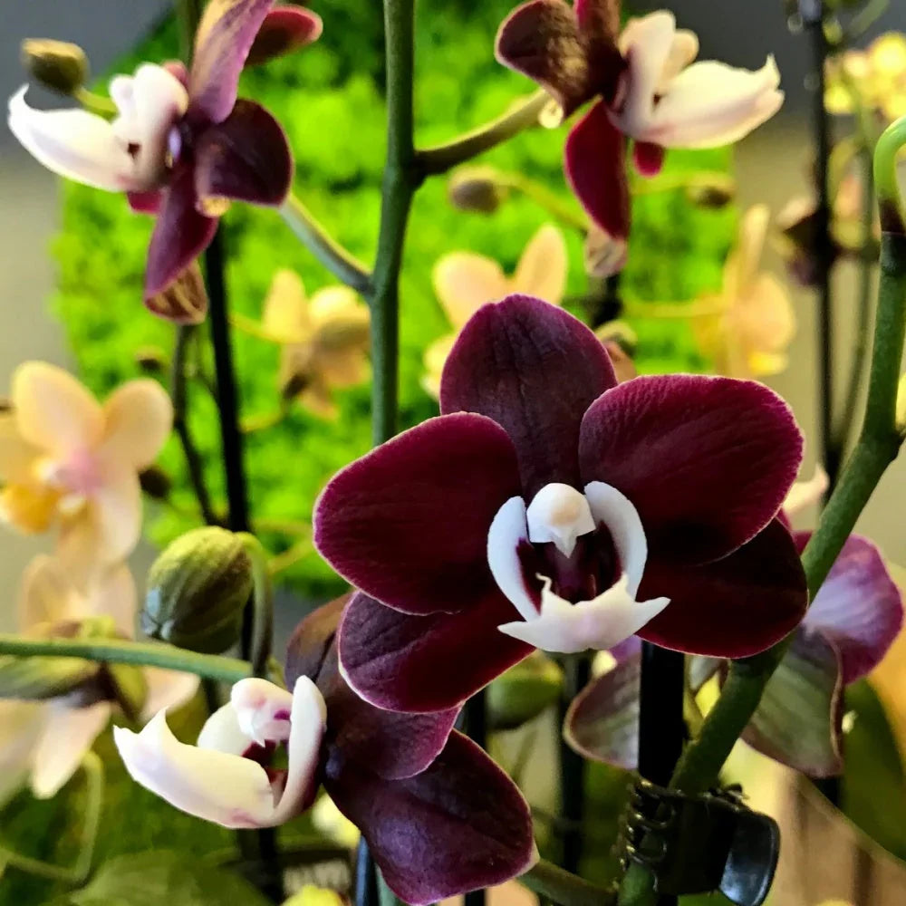 Maroon Butterfly Orchids Flower seeds for Planting Perfect for Borders, Heirloom & GMO Free Seeds for Home Garden vegetable and garden seeds